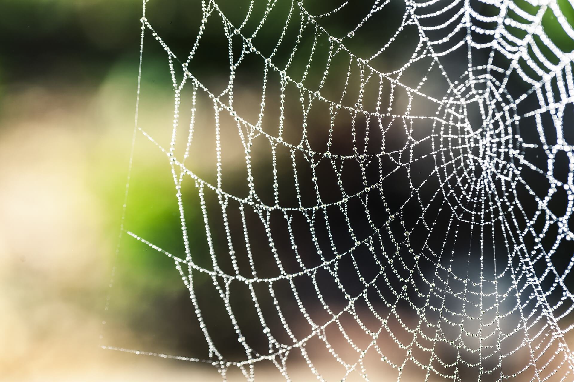 New property and applications of spider silk found 