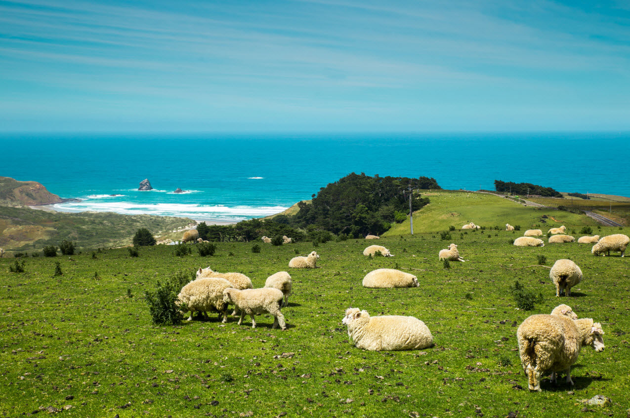 New Zealand wool cheaper amid good finer type offerings