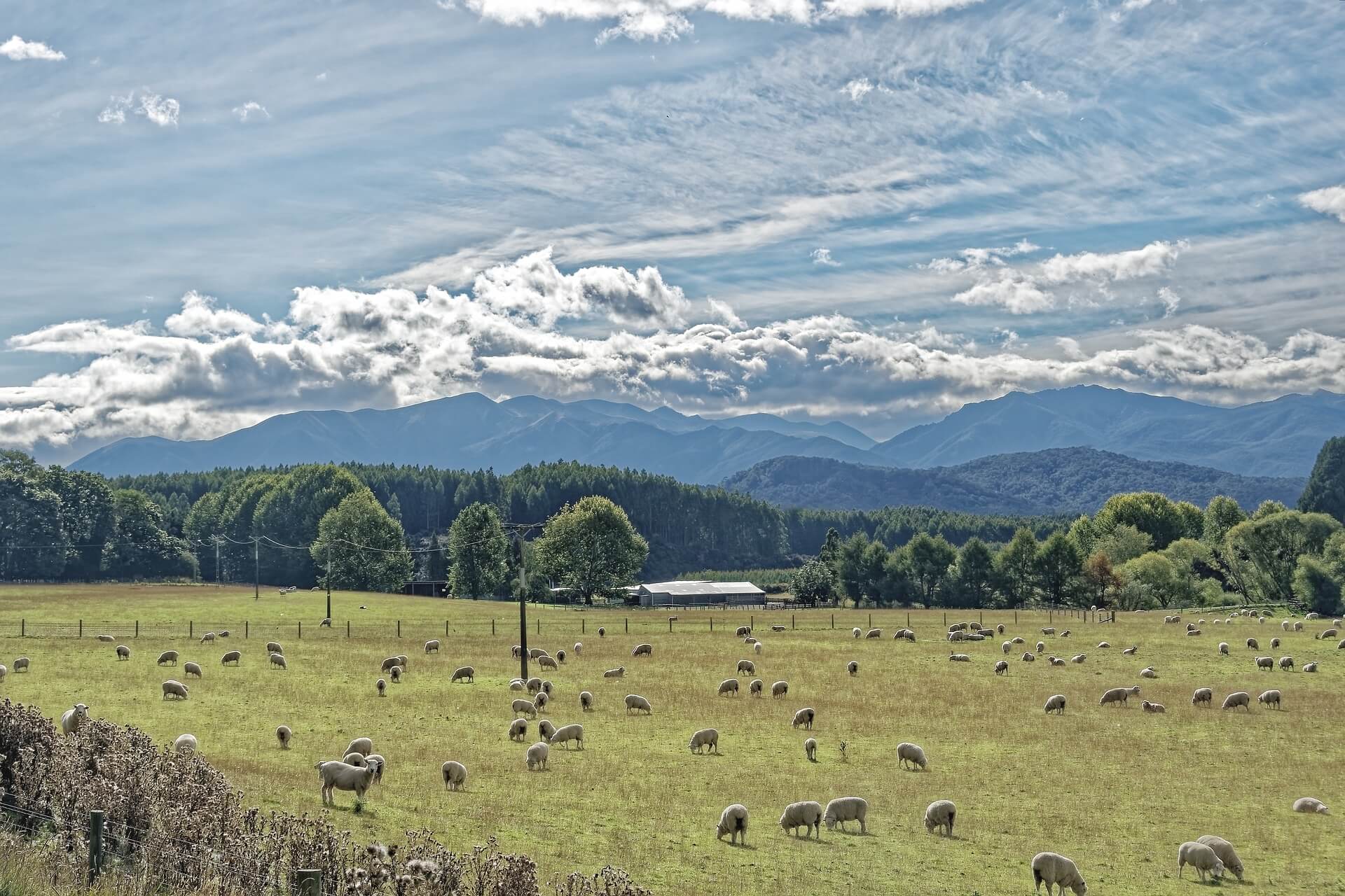 New Zealand wool market extends strong performance