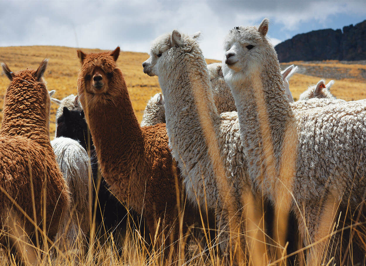 Peru’s alpaca industry tackles Covid challenges by innovating