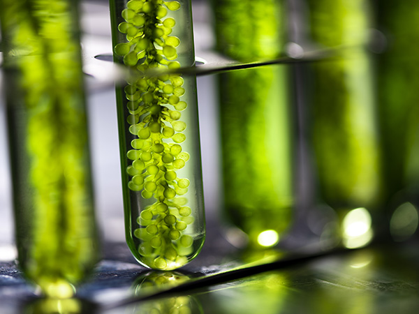 Developments in algae-based photosynthetic materials