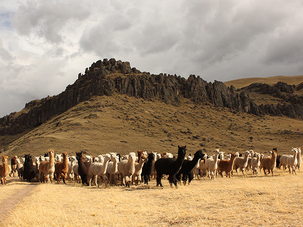 Inca Group launches new Traceable Alpaca service