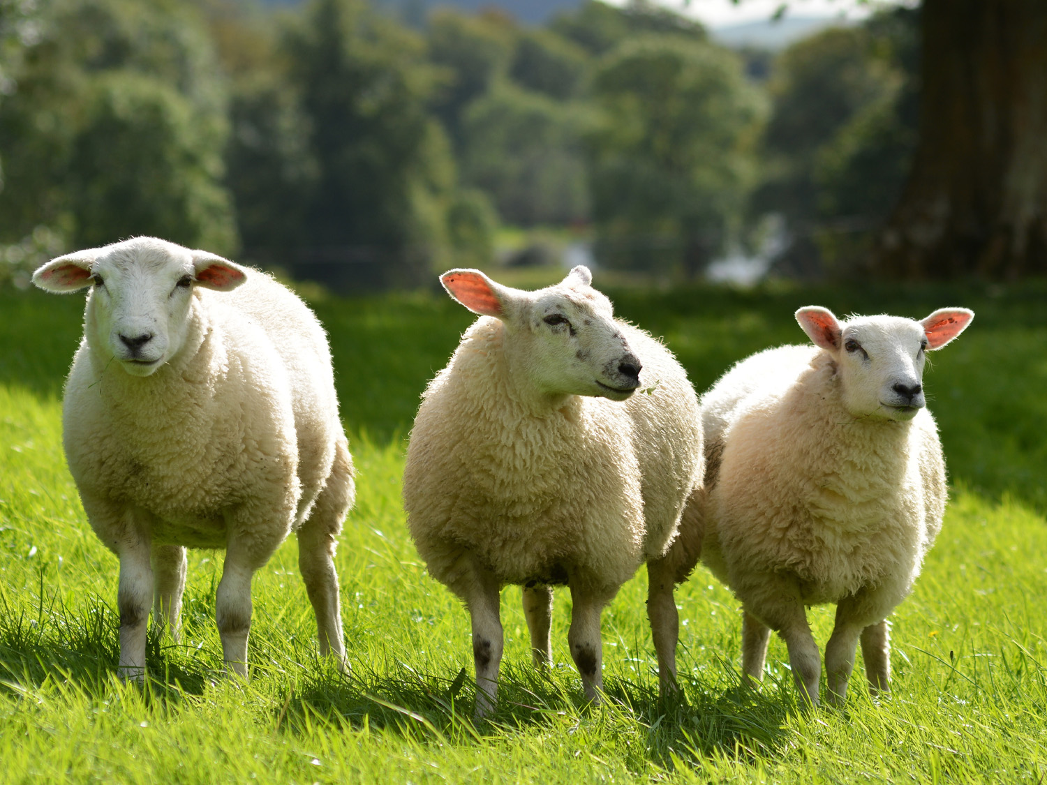 Wool Market Report