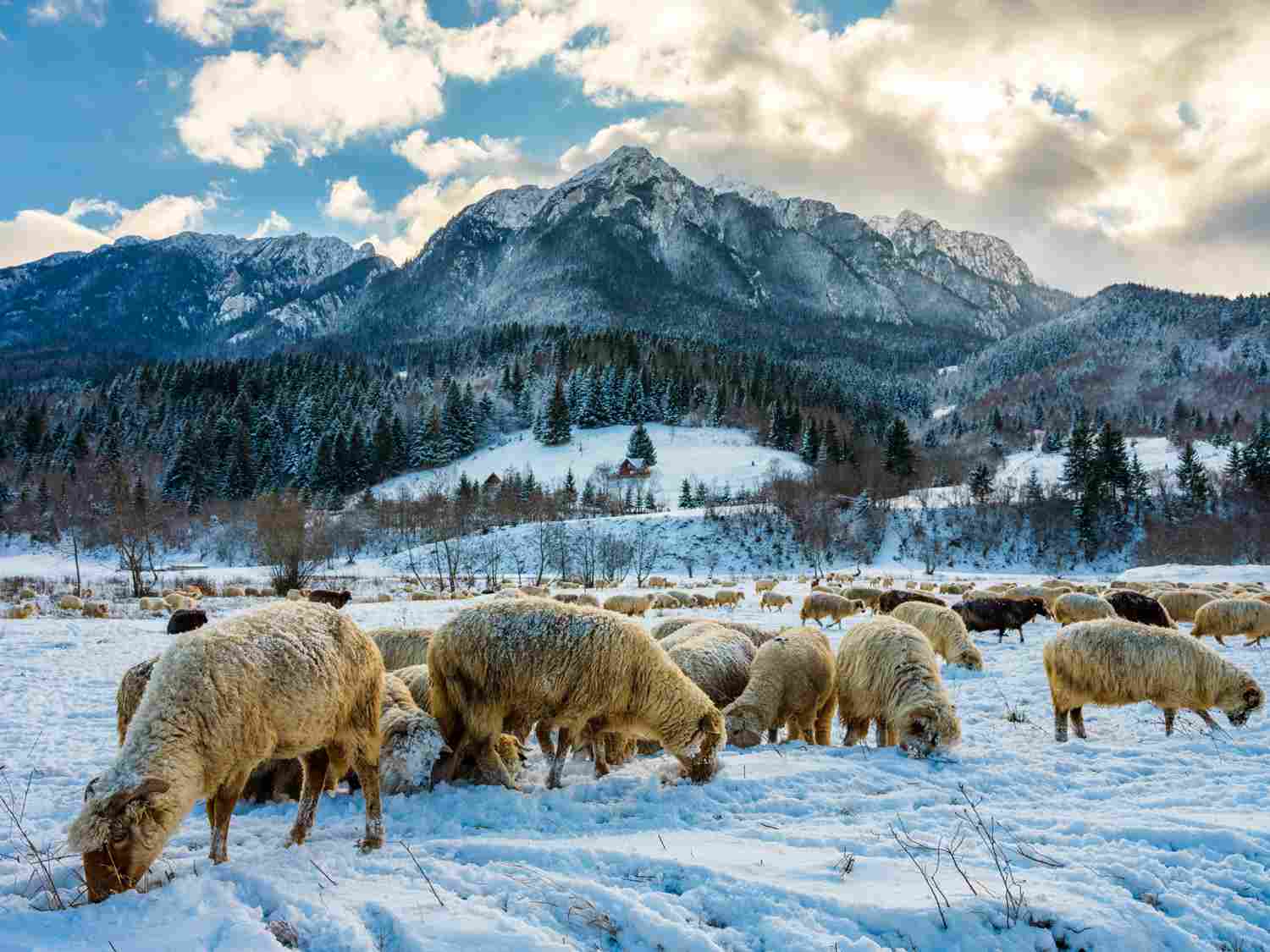 Wool Market Report