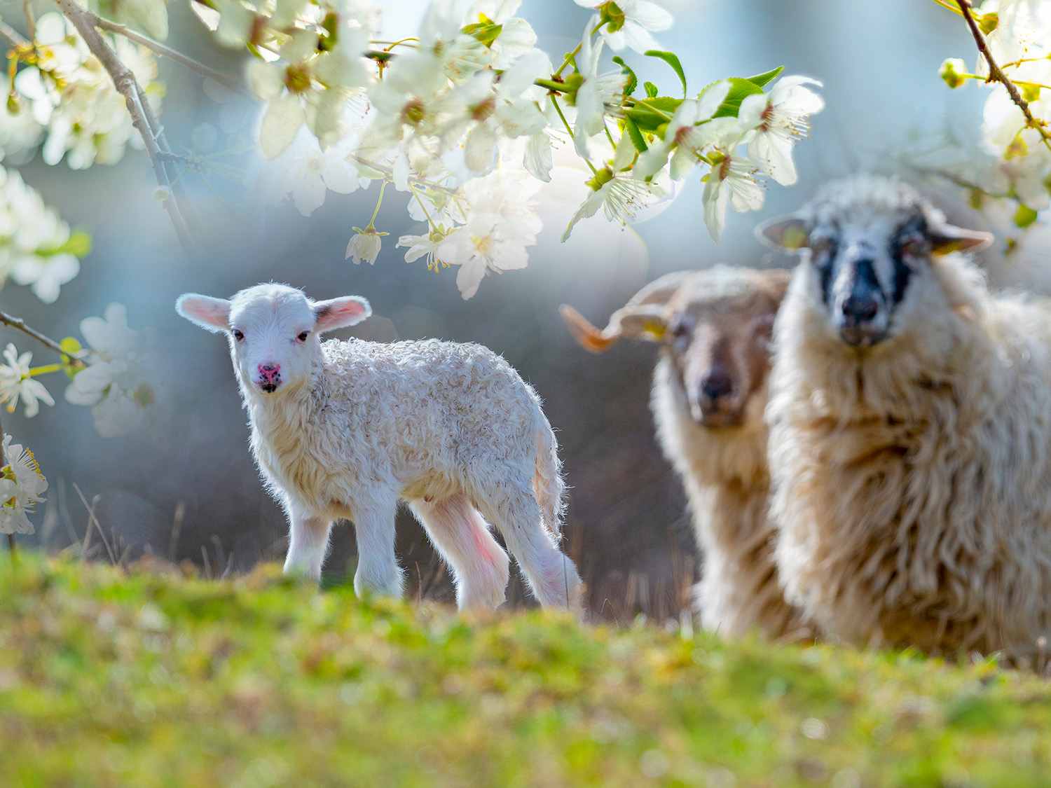 Wool Market Report