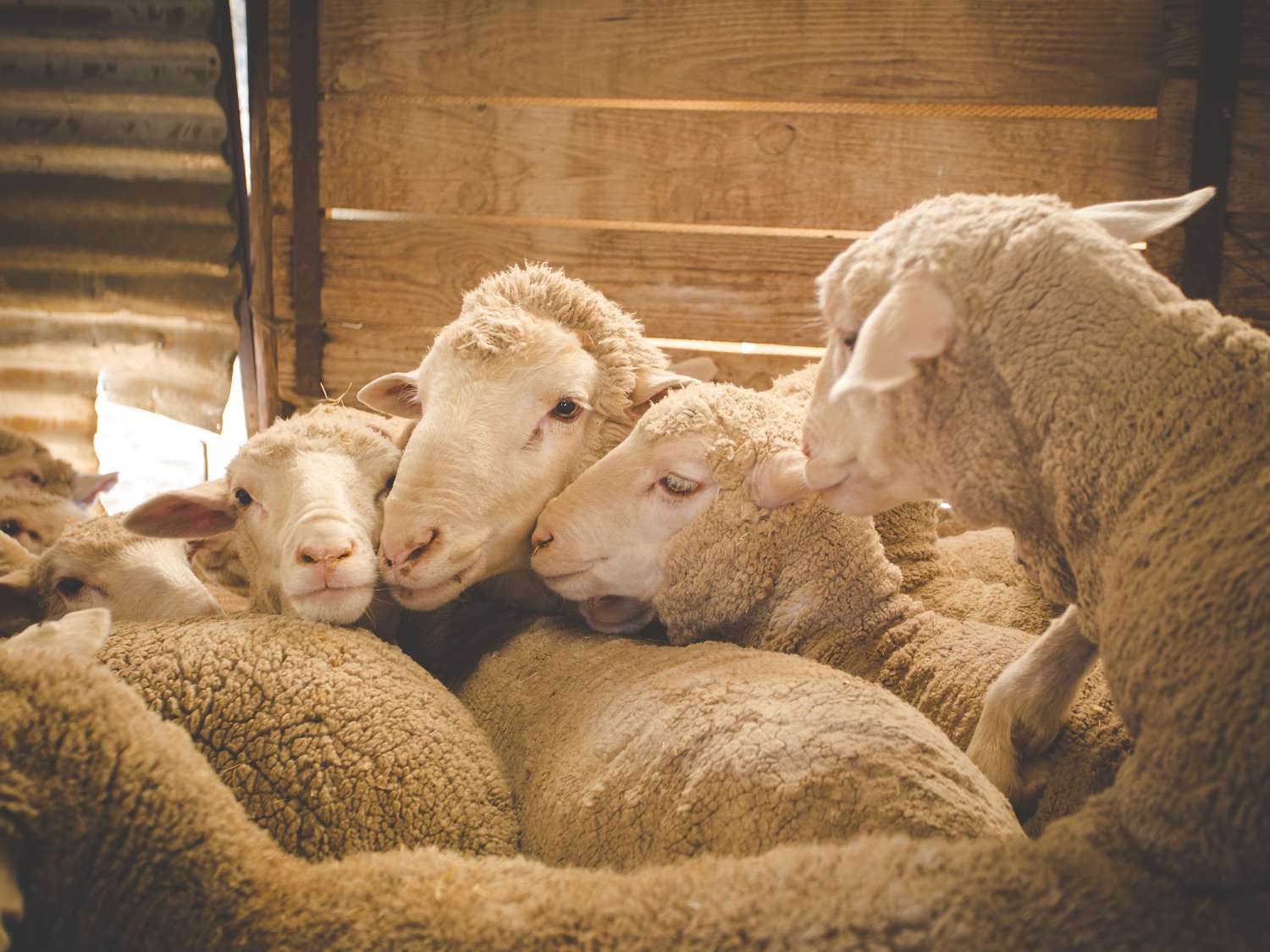 Wool Market Report