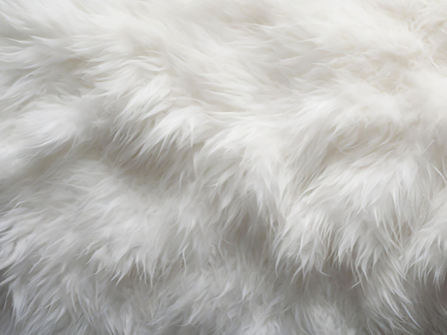 Caged wildlife: how animal fur became unfashionable