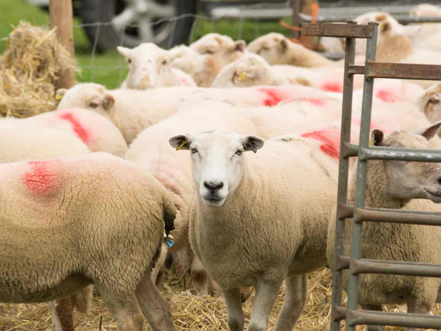 Wool Market Report