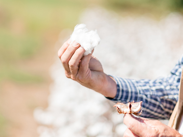 Cotton, carbon and conservation