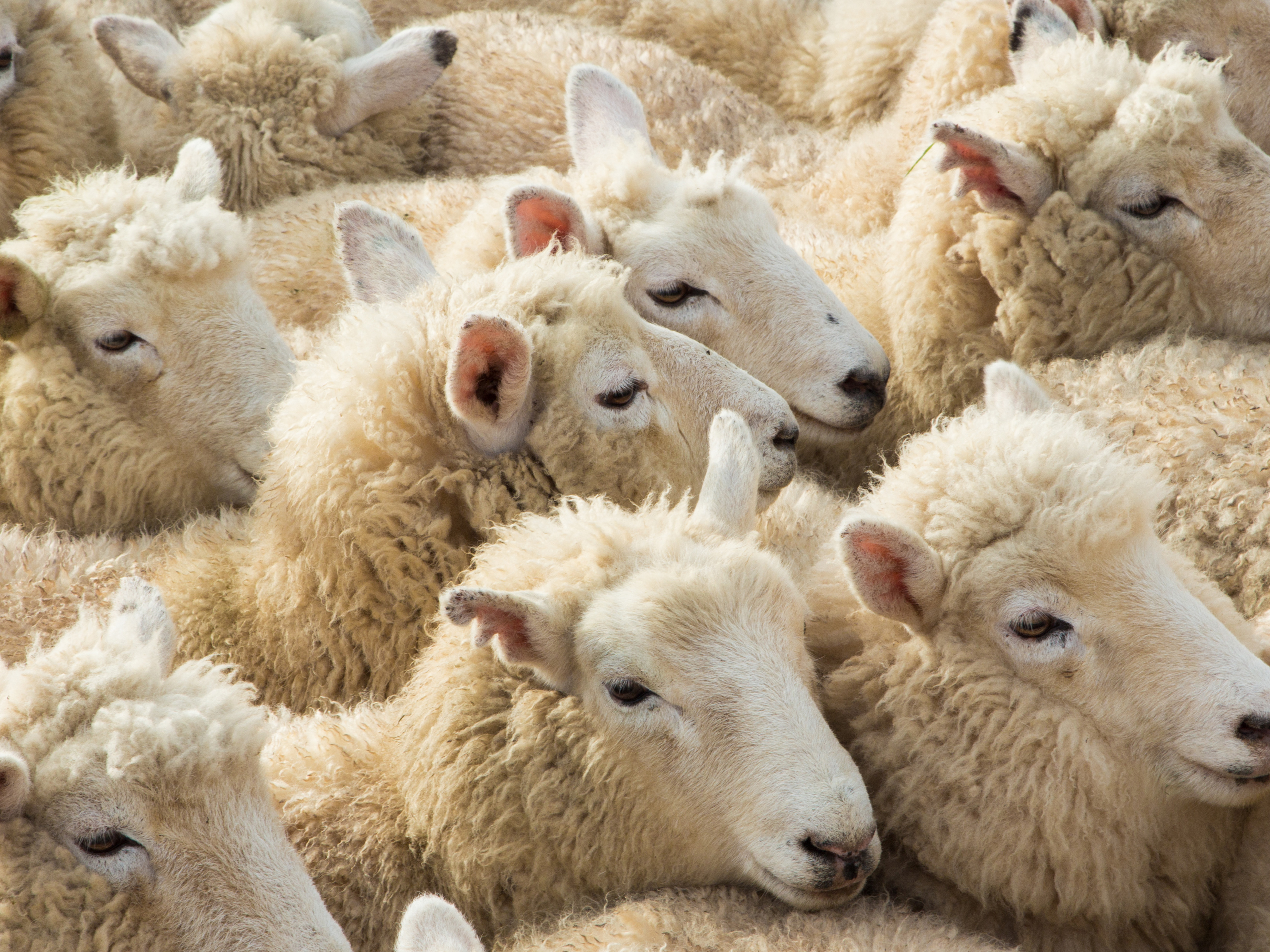 Wool Market Report