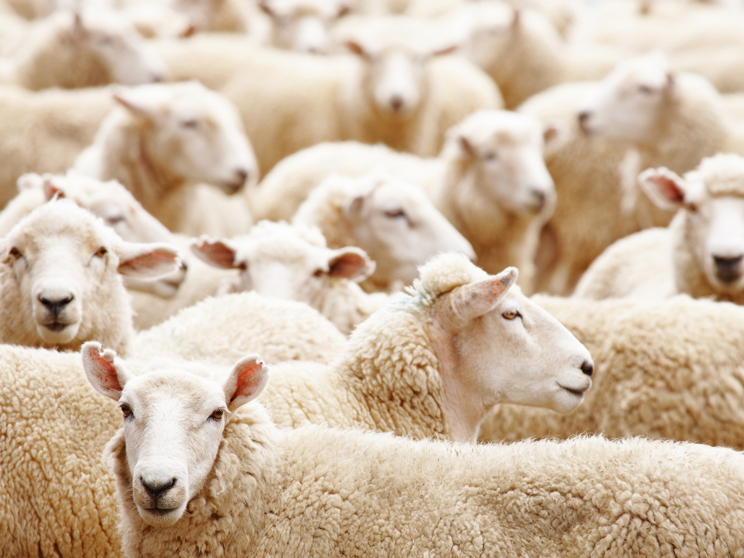 Wool Market Report 